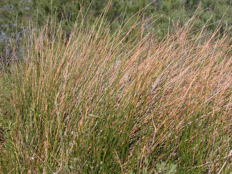 giunco pungente o giunco nero ??? - Juncus acutus